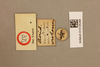 CollectionObject 1518935; a68e5798-cc37-484b-b34d-c6c8e4f4973b, NHMUK015105296: labels (holotyp of Pachyacris violascens). (CollectionObject).