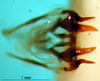 CollectionObject 1500760; f05baea1-9bd1-4109-8111-1aab8a4f5a1d: phallic complex (holotype or lectoytpe of Modicogryllus laqueatus). (CollectionObject).