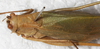 female, dorsal view (syntype). Depicts CollectionObject 1532889; 90c3f2ea-6726-47b7-b3fe-10770cba7be7, a CollectionObject.