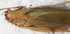 CollectionObject 1532889; 90c3f2ea-6726-47b7-b3fe-10770cba7be7: female, dorsal view (syntype). (CollectionObject).