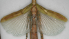 CollectionObject 1558770; NMW 886, b2082131-cbee-47a2-a57c-1f9ae817d6c5: copyright NMW, Vienna. female: wings of synonym Eurycnema stenocerca (lectotype). (CollectionObject).