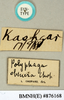 CollectionObject 1573060; NHMUK(SF IMPORT DUPLICATE) BMNH(E) 876170'''', 869d5f17-b88a-4f6e-ada1-1ba73a62440f: Copyright Natural History Museum, London. Labels from syntype (female) in BM(NH). (CollectionObject).