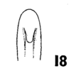 Aedeagus, ventral view on Balcanocerus (Balcanocerus) balcanicus (Horváth, 1903): (Observation).
