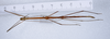 CollectionObject 1557635; 692daa00-b157-45e3-9c28-015a6ef8ad9a: copyright ZMUH, Hamburg. male, dorsal view (holotype). (CollectionObject).