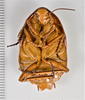 CollectionObject 1863295; b5ebe6db-97e6-4f9c-8659-3d0fd11d4c44: (CollectionObject).