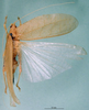 CollectionObject 1500359; 1e6425e4-6217-4a85-a8ea-c7ecbdc59bd9, DORSA BTmicspiHTF: female habitus dorsal view (holotype). (CollectionObject).