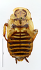 CollectionObject 1587408; MNHN(SF IMPORT DUPLICATE) MNHN-EP-EP957, 52afa338-739e-4ae0-8cbd-0f1933f40123: CC BY-NC-ND 4.0/MNHN - Depraetere Marion - 2014. Non type, female. Specimen number: MNHN-EP-EP957. http://coldb.mnhn.fr/catalognumber/mnhn/ep/ep957. (CollectionObject).