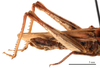 CollectionObject 1578314; f3606774-06a4-4bfe-a5ab-c85220dbabc2: female abdomen, lateral view (holotype of Chorthippus hirtus mongolicus Steinmann, 1967). (CollectionObject).