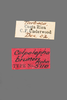 CollectionObject 1525540; 5066c94c-54c9-42ff-ba37-5af3c6365e9b: labels (syntype of Colpolopha bruneri). (CollectionObject).