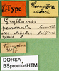 CollectionObject 1500201; 86c609ca-9618-4b04-8594-3debec7149b4: labels (holotype of Gryllacris personata möschi). (CollectionObject).