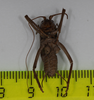 CollectionObject 1575862; 54591da4-a104-4abc-a8db-098435bb376c: male, ventral view (holotype). (CollectionObject).