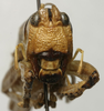 CollectionObject 1535100; 87096620-d563-4edf-bf3e-f084ab59511e: female face (syntype). (CollectionObject).