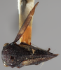Habitus, dorsal view on Dingkana vitreifascia Goding, 1939: (Observation).