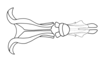 Dichroplus obscurus Bruner, 1900: Fig. 10. endophallus, dorsal view. (Otu).