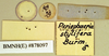Hyposphaeria stylifera (Burmeister, 1838): Lectotype, male, labels, reverse. BMNH(E)#878097. (Otu).