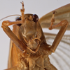 CollectionObject 1534634; 6732e31c-1c3c-4029-bc1c-a16a0876c3cd: female face (holotype). (CollectionObject).