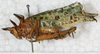 CollectionObject 1532956; 5c91349d-23fe-4c0e-a6ee-05441b5ba550: female, lateral view (lectotype). (CollectionObject).