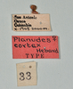 CollectionObject 1561268; 5a0ce6ed-04f1-4f16-ba85-2c9b1b7fe1df: copyright USNM, Washington. (CollectionObject).