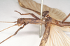 CollectionObject 1562075; NHMUK(SF IMPORT DUPLICATE) 844856, eef1f415-81a2-4af0-94e7-bee4d081a773: copyright Natural History Museum, London. male: head and thorax, lateral view (holotype). (CollectionObject).