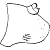 Pygofer, lateral view on Arboridia (Arborifera) samadi (Samad & Ahmed, 1979): Pygofer lobe, lateral view. (Observation).