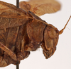 female pronotum lateral (holotype). Depicts CollectionObject 1534658; 8684808b-f2ba-434d-948a-15eafb88a8eb, a CollectionObject.