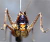 CollectionObject 1537873; 85f4e358-0014-490b-8f8a-6cd965909293: male, frontal view. (CollectionObject).