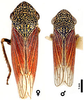 Habitus, dorsal view: Male: Mexico, Toluca Rd., OSAC. Female: Mexico, Morelia, CNC. (Observation).