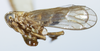Habitus, lateral view: !! display not done !! on Toya (Metadelphax) wetmorei (Muir & Giffard, 1924): (Observation).