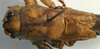 CollectionObject 1517387; ef319075-f2d9-4f3d-8445-73282d719f29: male pronotum, dorsal view (holotype). (CollectionObject).