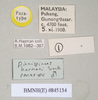 Ommatopseudes harmani (Brock, 1995): copyright Natural History Museum, London. male, data labels (paratype). (Otu).