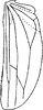 Hind wing: Hind wing (D. neka Dwor.). (Observation).