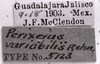 CollectionObject 1523988; 9f9cf9cc-05f4-4f94-90f0-f620e63a4fcb: Image C.S. Carbonell. labels (holotype). (CollectionObject).