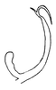 Aedeagus, lateral view on Carapona eximia (DeLong & Freytag, 1975): Male: aedeagus, lateral view. (Observation).