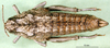 CollectionObject 1502760; 62b6f670-39bc-4415-93c0-fae69f173fbe: female, dorsal view (allotype). (CollectionObject).