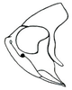 Head: !! display not done !! on Eutettix (Eutettix) luridus (Van Duzee, 1890): Eutettix lurida, head, laterally. (Observation).