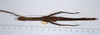 CollectionObject 1559960; b4edd13b-78a8-4b89-bc5a-de51d64c1b9e: copyright ANSP. female, dorsal view (syntype). (CollectionObject).