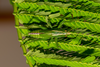 CollectionObject 2242439; 28a29fa7-a6de-40ab-b994-7c3214fb666e: (CollectionObject).