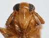 Head on Delphacodes sucineus Beamer, 1948: (Observation).