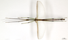 CollectionObject 1563066; 5e5273c8-12a8-4a11-86c6-924cb302fd0a: copyright MNHN, Paris. male (holotype). (CollectionObject).
