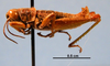 CollectionObject 1513711; f9e1075f-4dcf-486d-a6d2-59a14e256abc: Image Cigliano, M.M. male (paratype). (CollectionObject).