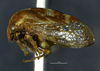 Habitus, lateral view: !! display not done !! on Cyrtolobus togatus Woodruff, 1924: (Observation).