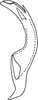 Aedeagus, lateral view on Endoxoneura splendidula (Osborn, 1928): Aedeagus, lateral view. (Observation).