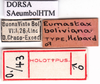 CollectionObject 1530711; 979a0570-4c68-43d3-a175-b5c6a55d76cb, DORSA SAeumbolHTM: labels (holotype of Eumastax boliviana). (CollectionObject).