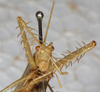 CollectionObject 1532389; NMW 3917, 78c434f4-a8af-4500-b82c-c58f0a125155: female, frontal view (holotype). (CollectionObject).