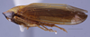 Habitus, lateral view on Divus Distant, 1908 n. sp. 33-66: (Observation).;Habitus, lateral view on Divus Distant, 1908: (Observation).