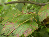 Tettigonia ussuriana Uvarov, 1939: male (South Korea, road between Mt. Jungmi and Mt. Yumyong). (Otu).