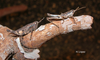 Arminda latifrons Enderlein, 1930: male and female (Canary Islands). (Otu).