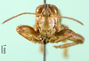CollectionObject 1501308; 55098bdc-770b-4714-92b2-4bb5f70d5296, DORSA BA000872S01: male, frontal view (holotype). (CollectionObject).