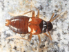 Live specimen: !! display not done !! on Pissonotus guttatus Spooner, 1912: (Observation).