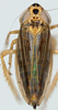 Nymph on Discolopeus colopeus (Stiller, 2019) now Discolopeus colopeus Stiller, 2019: nymph. (Observation).